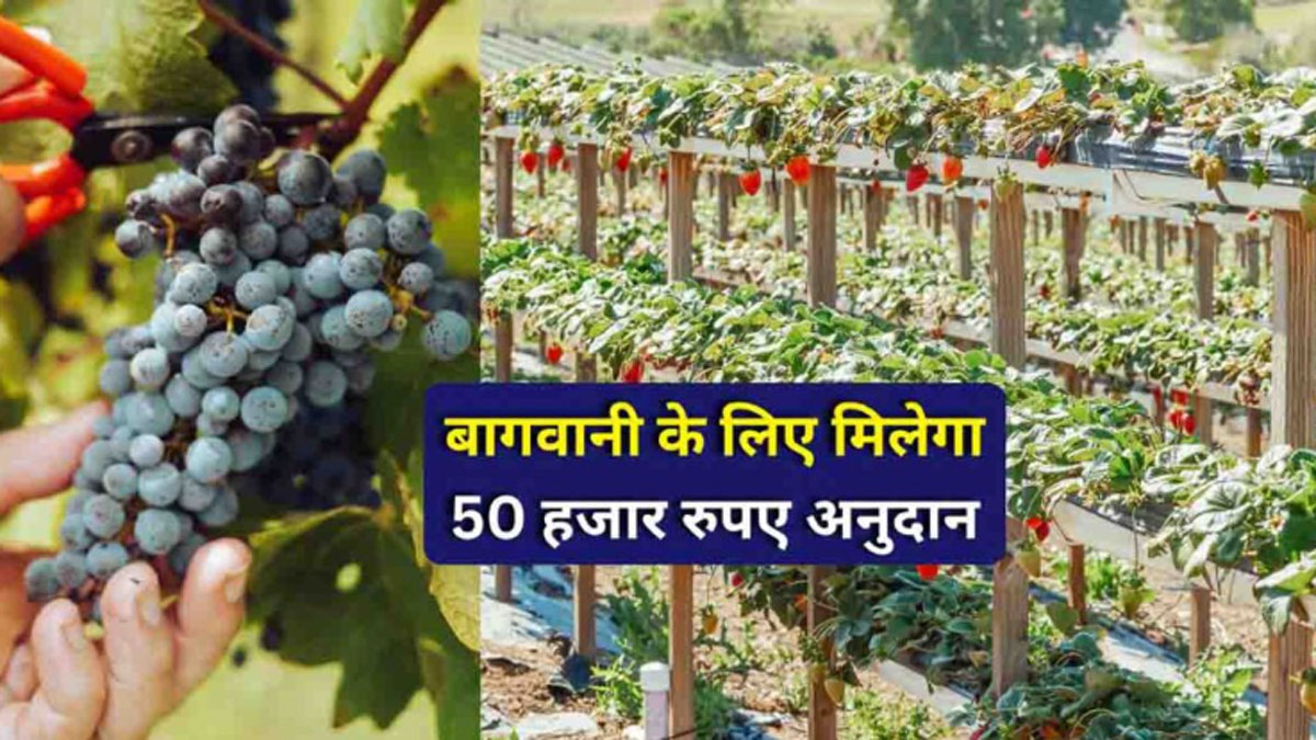 National Horticulture Mission subsidy